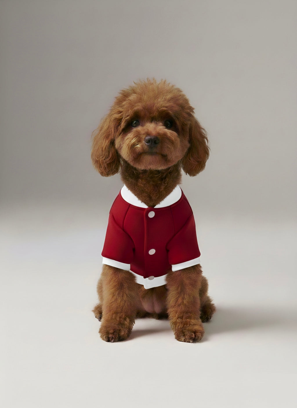 Burgundy puppies' baseball jacket